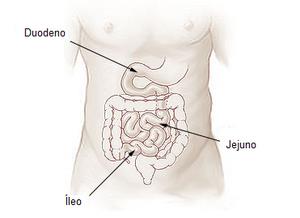 Motilidade intestinal Motilidade do intestino delgado: Porção mais longa do intestino; 5 m de comprimento; Representa 75% do TGI; Porção inicial: duodeno; Restante: jejuno representando 40% e íleo