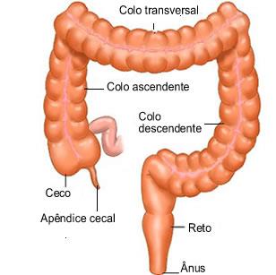 Motilidade intestinal Válvula ileocecal: impede refluxo do conteúdo fecal do cólon para o intestino delgado; 1. Distensão do ceco; 2. Contração do esfíncter ileoceal; 3.