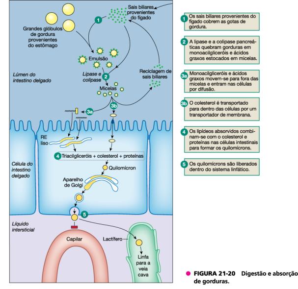 Absorção de gorduras ph alcalino 1. Os sais biliares provenientes do fígado cobrem as gotas de gordura; 2.