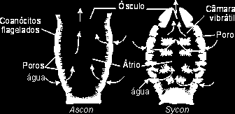 4.3 Tipos de sistemas de canais São três tipos: asconóide, siconóide ou leuconóide, que diferem entre si pela complexidade da parede do corpo.