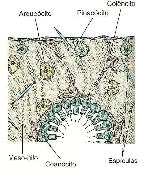 femininos. Pode diferenciar-se em: Colêncitos secretam o colágeno fibrilar.