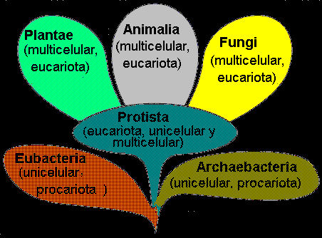 Classificação - grupos de Bactérias Atualmente compõem dois Domínios(Archaea e Eucharia) O Reino