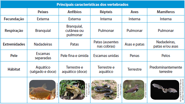 Os animais vertebrados dividem-se em cinco categorias, cujas principais características estão registradas no quadro a seguir: Disponível em: <http://n.i.uol.com.
