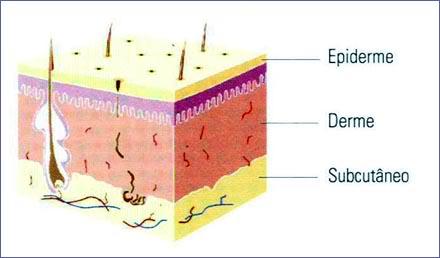 Recobre toda a superfície do corpo Parte epitelial: epiderme Parte conjuntiva: