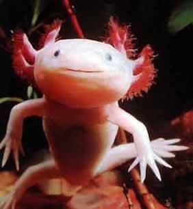 LÂMINA M Axolotle (monstro da água) Tegumento Epiderme mucosa, Fina camada córnea