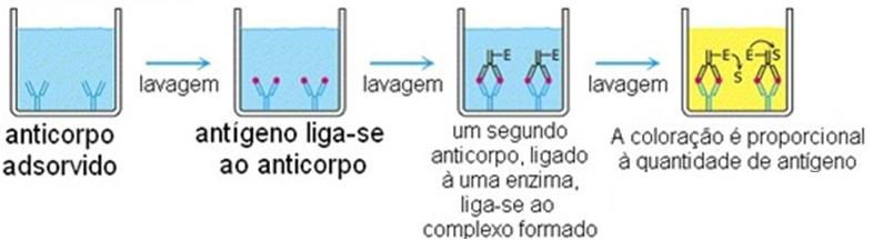 Elisa (ensaio imunoenzimático) Detecção de antígenos virais nas amostras ou sobrenadante de culturas.