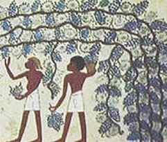 Vinho (4000 a.c.) Foi produzido pela primeira vez no Egito.
