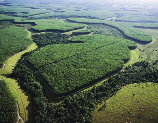 As florestas de eucalipto convivem com espécies da fauna e da flora brasileiras.