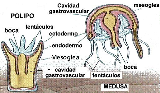 Isso permite a algumas esponjas cresçam rapidamente. A reprodução dos poríferos pode ser assexuada ou sexuada. Assexuada - Ocorre, por exemplo, por brotamento (Fig. 1)