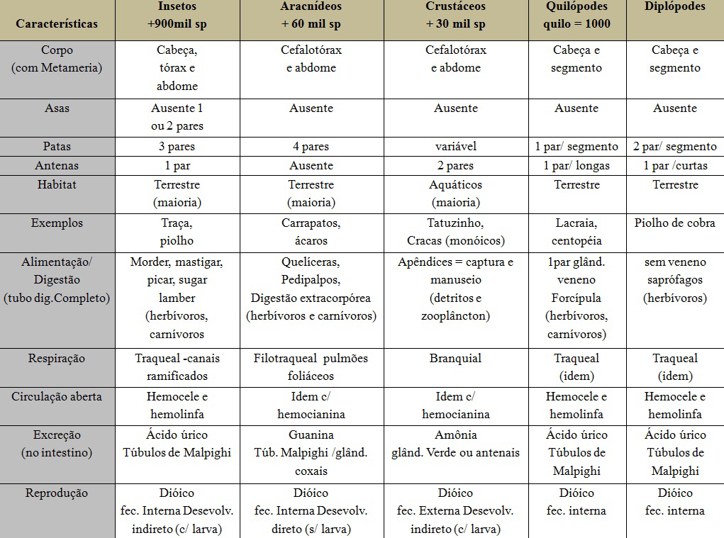 Projeto Universidade para Todos BIOLOGIA FILO EQUINODEMA O nome do filo, Echinodermata (do grego echinos, espinho, e dermatos, pele) refere-se ao fato de a maioria dos equinodermos apresentar