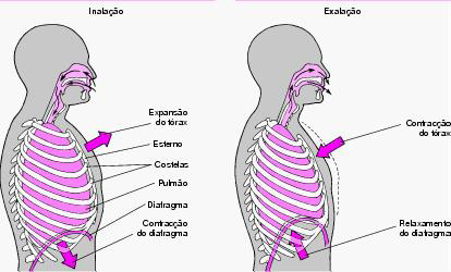 Projeto Universidade para Todos BIOLOGIA Fig.48. Mecanismo de contração e relaxamento do diafragma SISTEMA EXCRETOR URINÁRIO O sistema urinário controla a concentração de liquido do corpo.