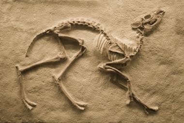 A ciência que estuda os fósseis é a Paleontologia. Qual a diferença entre Arqueologia e Paleontologia?