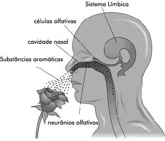 8ª série / 9º ano U. E. 15 O sistema nervoso e os órgãos dos sentidos Os sentidos mais desenvolvidos na espécie humana são a visão e a audição, os que mais utilizamos como fontes de informações.