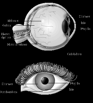 Observe seus olhos em um espelho. Você verá uma "bolinha" bem preta no centro da região colorida. É a pupila. Mas, o que é a pupila? Nada mais do que um orifício que deixa passar a luz.