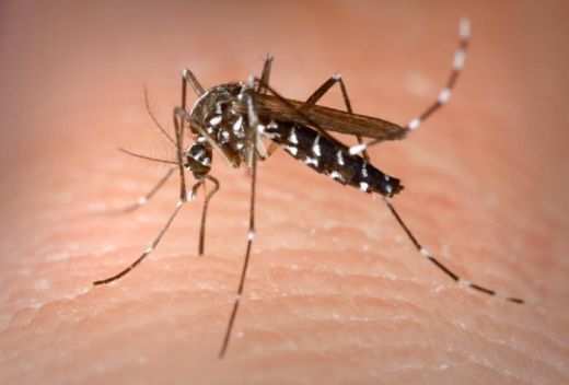 Dengue é uma doença transmitida pelo mosquito Aedes aegypt, que se reproduz na água limpa e parada. É uma doença perigosa que pode inclusive levar a morte.