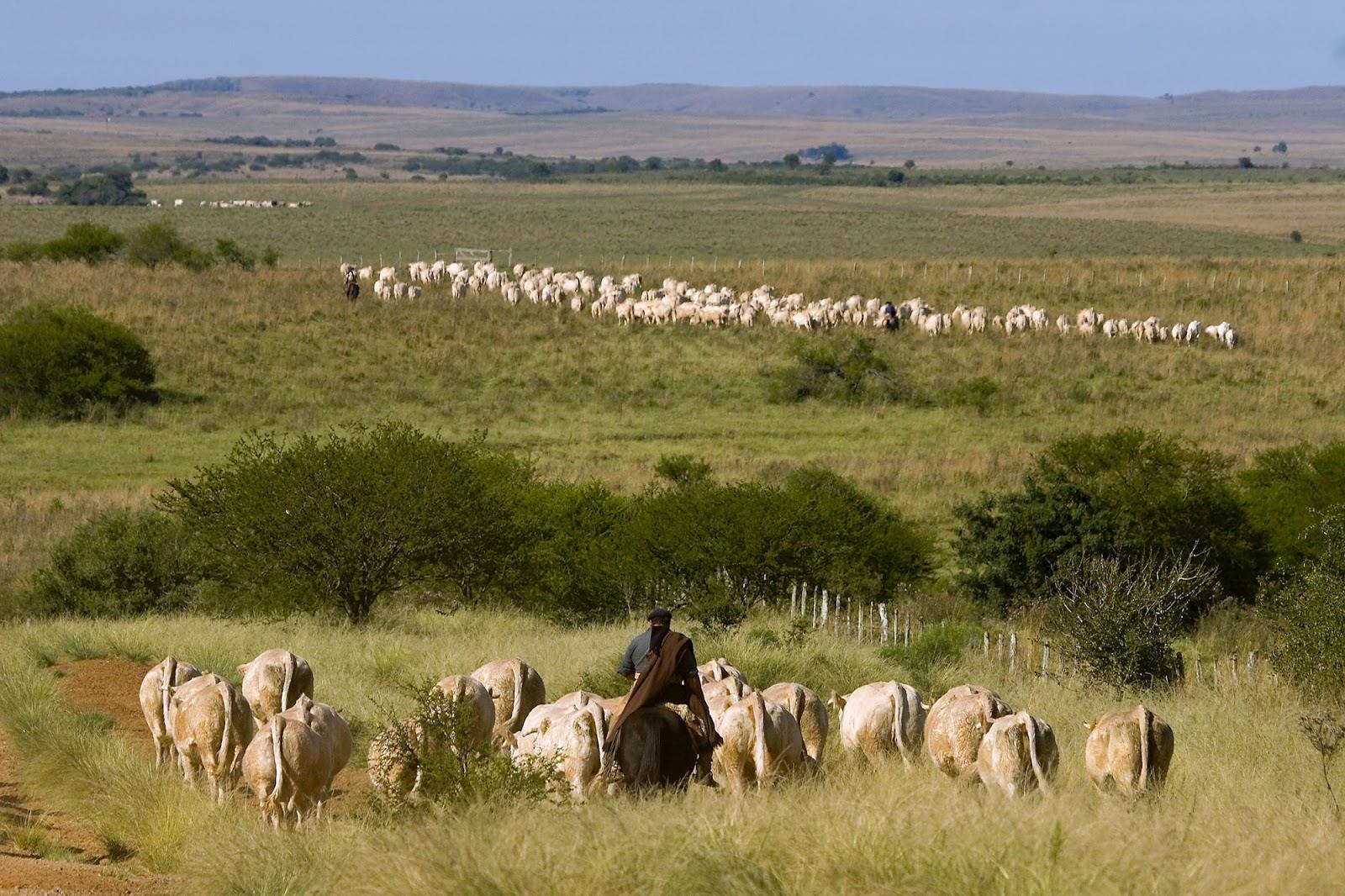 No Pampa, a paisagem