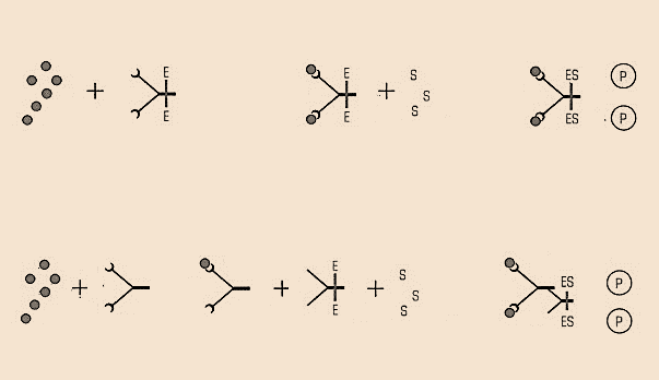 REAÇÃO DE IMUNOFLUORESCÊNCIA DIRETA Antígeno Anticorpo específico do antígeno, associado a uma molécula fluorescente REAÇÃO DE IMUNOFLUORESCÊNCIA INDIRETA Antígeno Anticorpo Anticorpo específico para