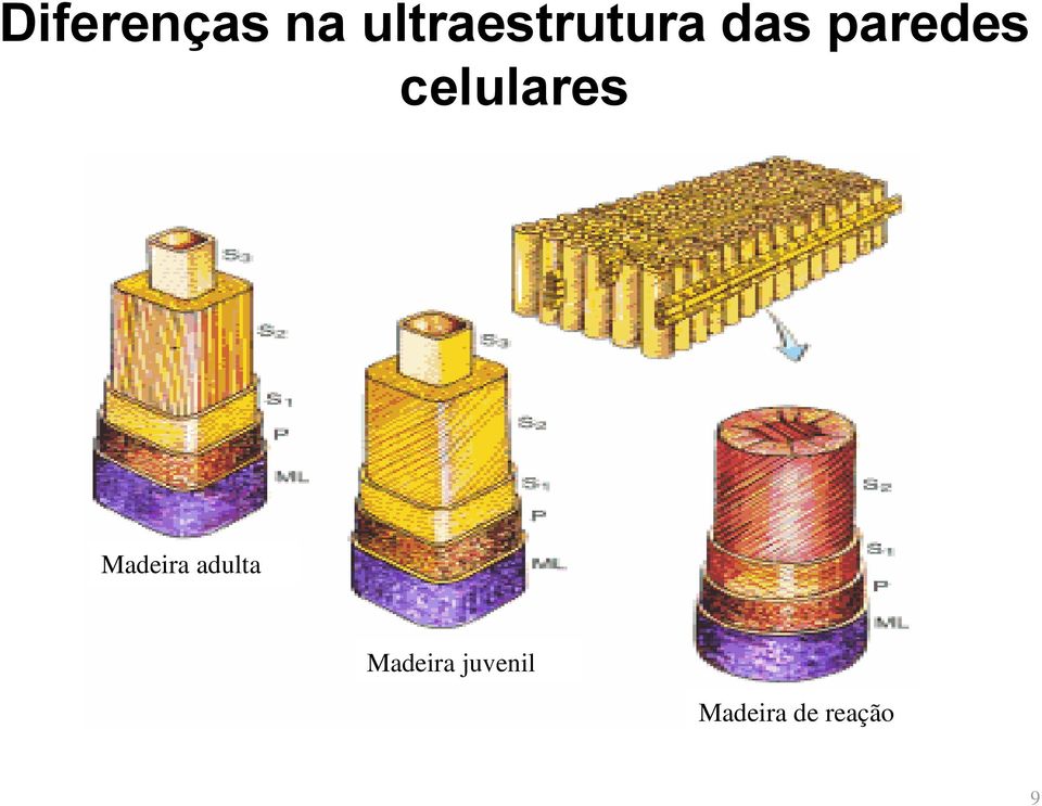 paredes celulares Madeira