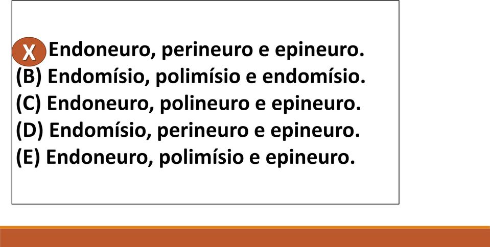 (C) Endoneuro, polineuro e epineuro.