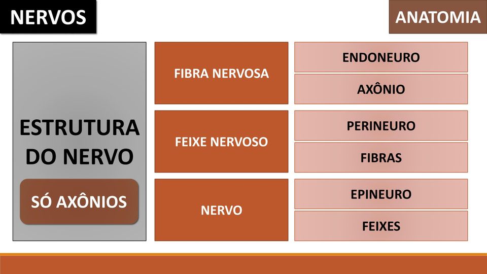 FEIXE NERVOSO NERVO ENDONEURO