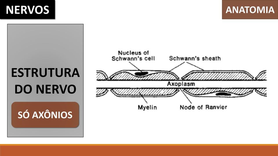 ESTRUTURA