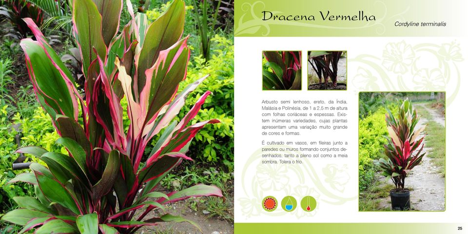 Existem inúmeras variedades, cujas plantas apresentam uma variação muito grande de cores e formas.