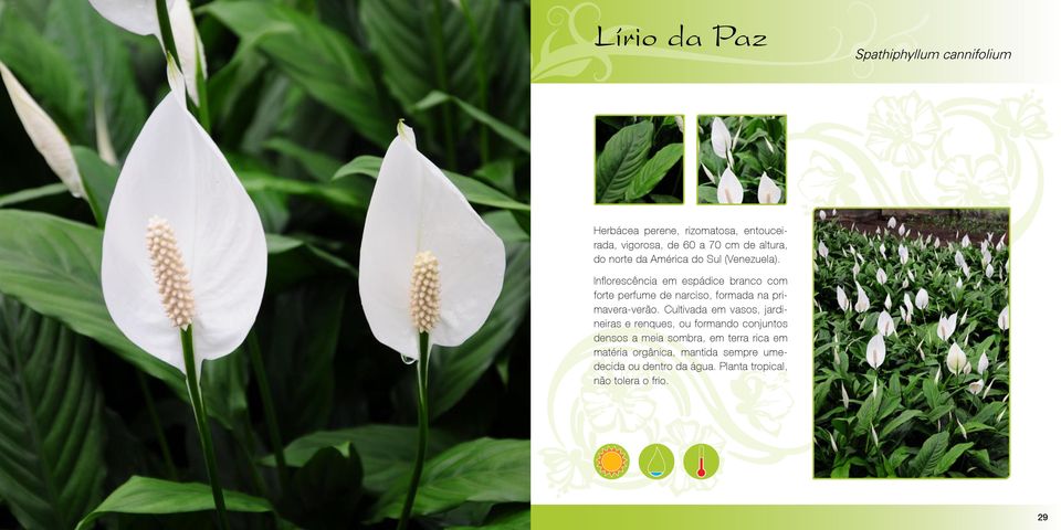 Inflorescência em espádice branco com forte perfume de narciso, formada na primavera-verão.