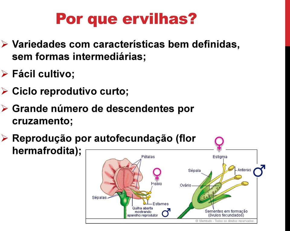 intermediárias; Fácil cultivo; Ciclo reprodutivo curto;