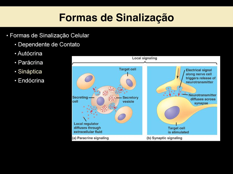 Dependente de Contato