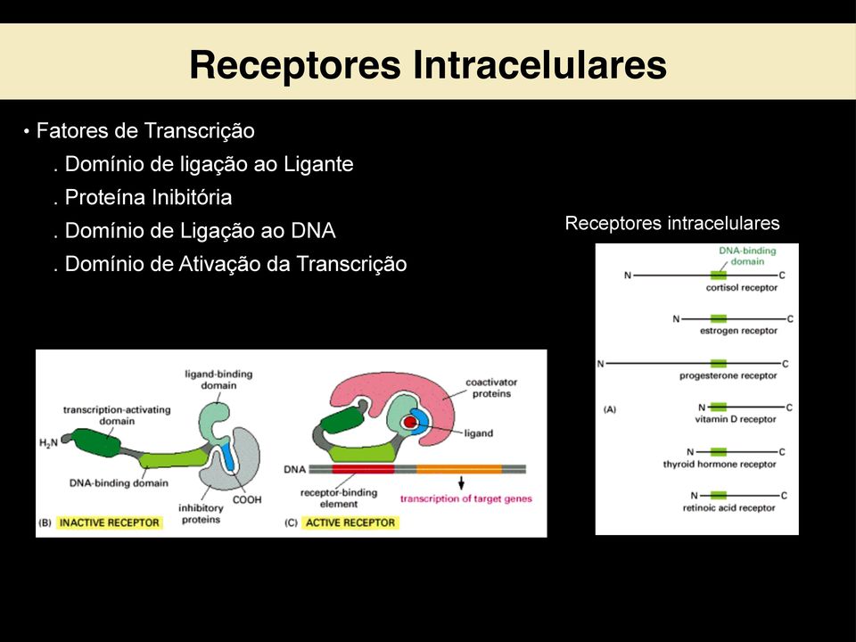 Proteína Inibitória. Domínio de Ligação ao DNA.