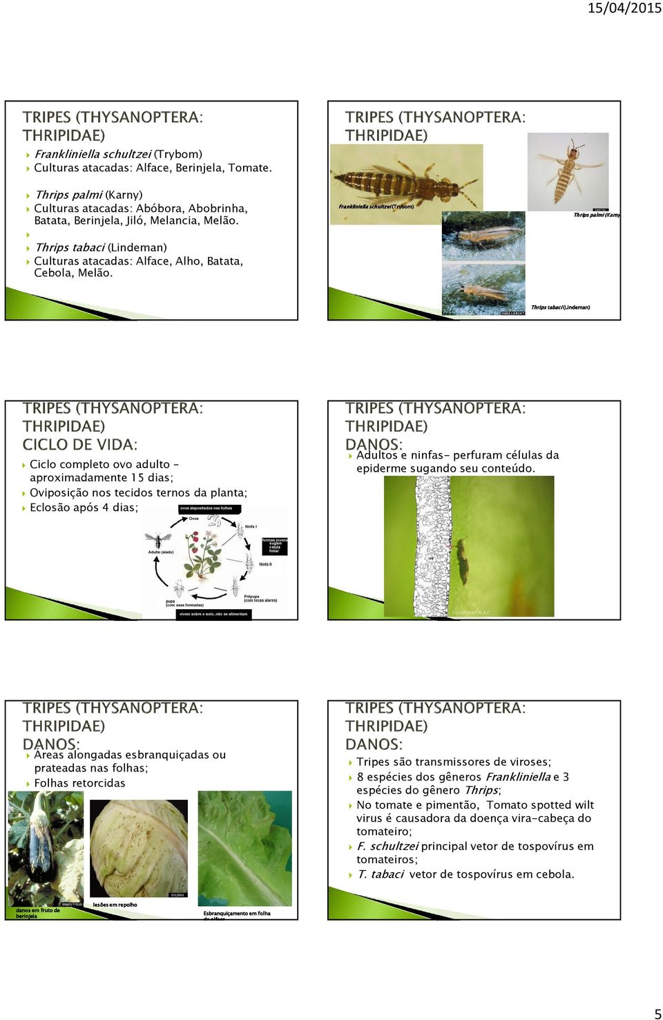 Frankliniella schultzei (Trybom Trybom) Thrips palmi (Karny) Thrips tabaci (Lindeman Lindeman) Ciclo completo ovo adulto aproximadamente 15 dias; Oviposição nos tecidos ternos da planta; Eclosão após