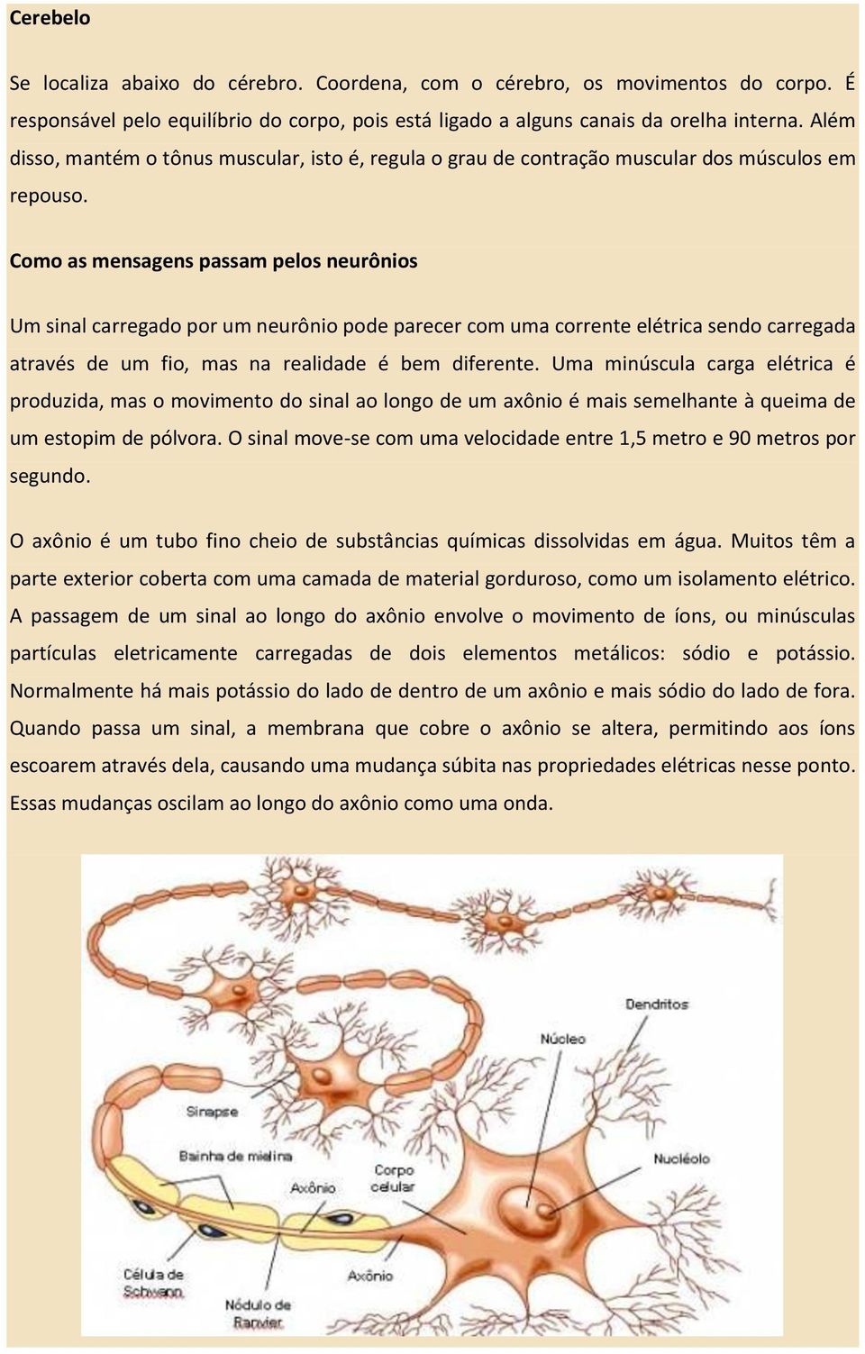 Como as mensagens passam pelos neurônios Um sinal carregado por um neurônio pode parecer com uma corrente elétrica sendo carregada através de um fio, mas na realidade é bem diferente.