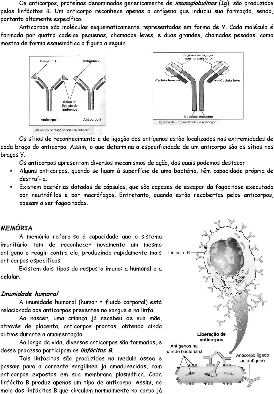 Cada molécula é formada por quatro cadeias pequenas, chamadas leves, e duas grandes, chamadas pesadas, como mostra de forma esquemática a figura a seguir.