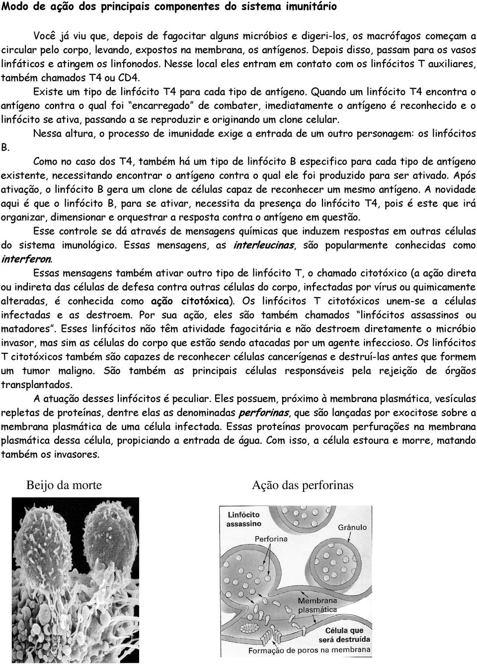 Existe um tipo de linfócito T4 para cada tipo de antígeno.