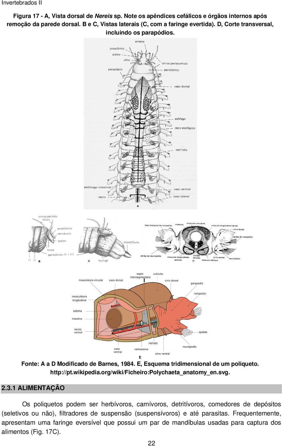 org/wiki/ficheiro:polychaeta_anatomy_en.svg. 2.3.