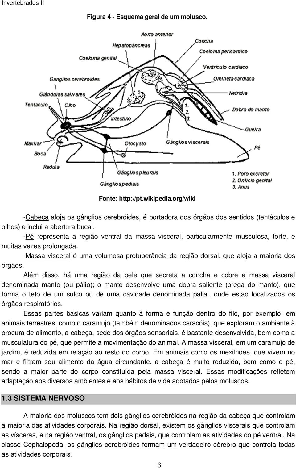 -Massa visceral é uma volumosa protuberância da região dorsal, que aloja a maioria dos órgãos.