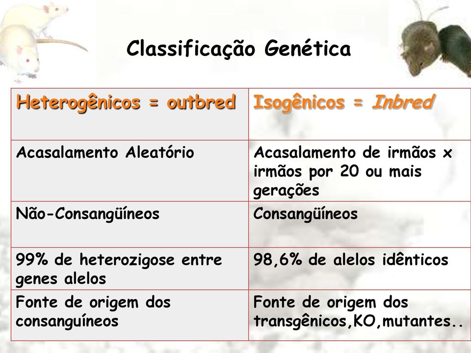 gerações Consangüíneos 99% de heterozigose entre genes alelos Fonte de origem