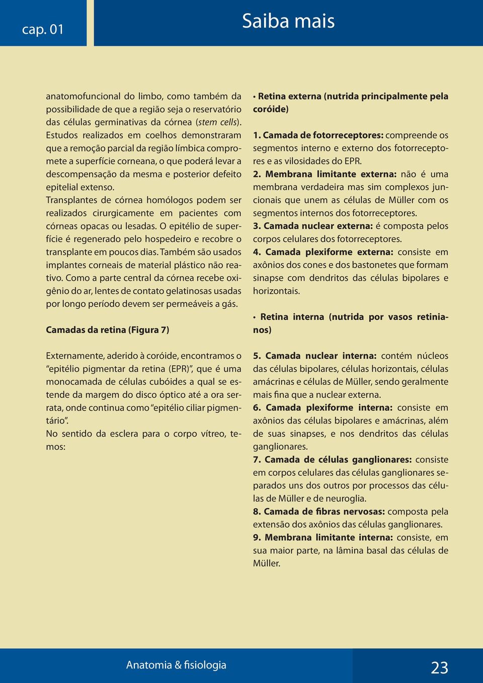 Transplantes de córnea homólogos podem ser realizados cirurgicamente em pacientes com córneas opacas ou lesadas.