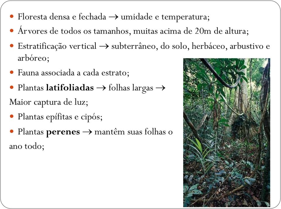 arbustivo e arbóreo; Fauna associada a cada estrato; Plantas latifoliadas folhas