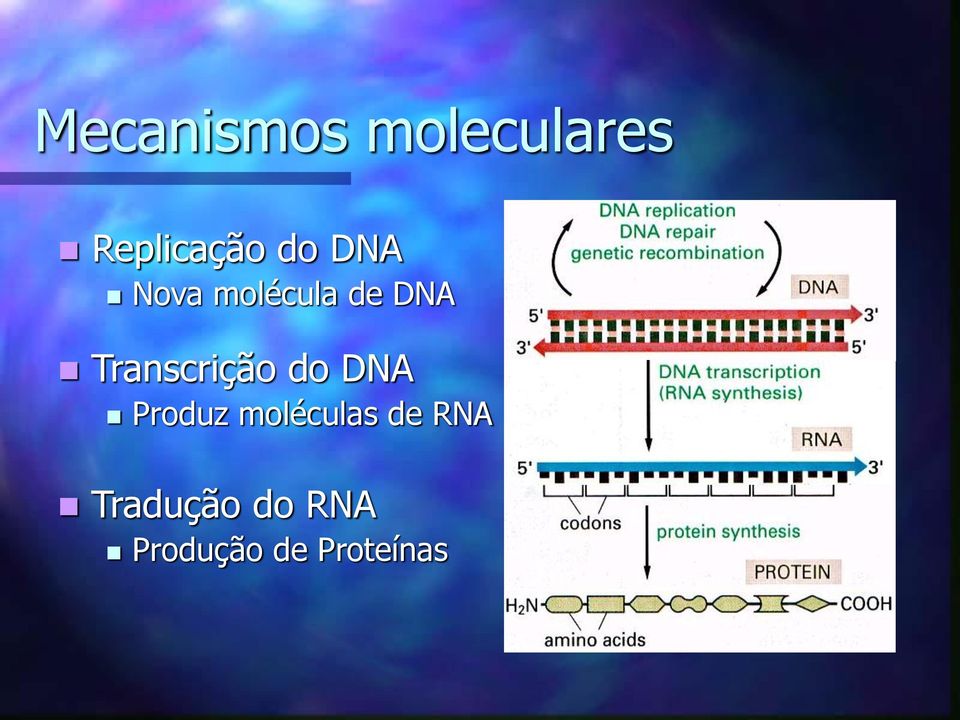 Transcrição do DNA Produz moléculas