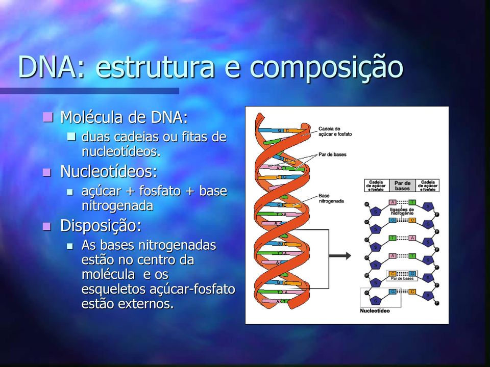 Nucleotídeos: açúcar + fosfato + base nitrogenada