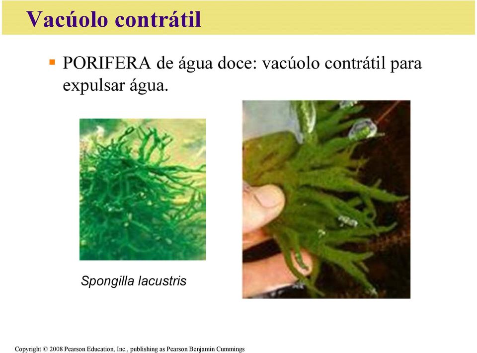Spongilla lacustris Copyright 2008 Pearson