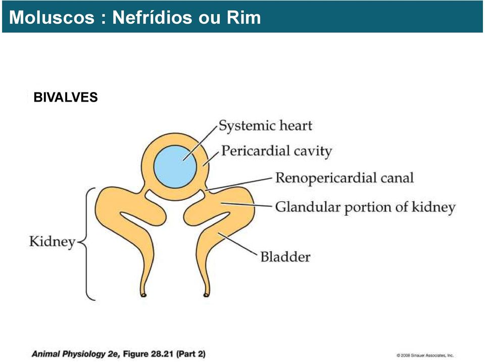 Nefrídios