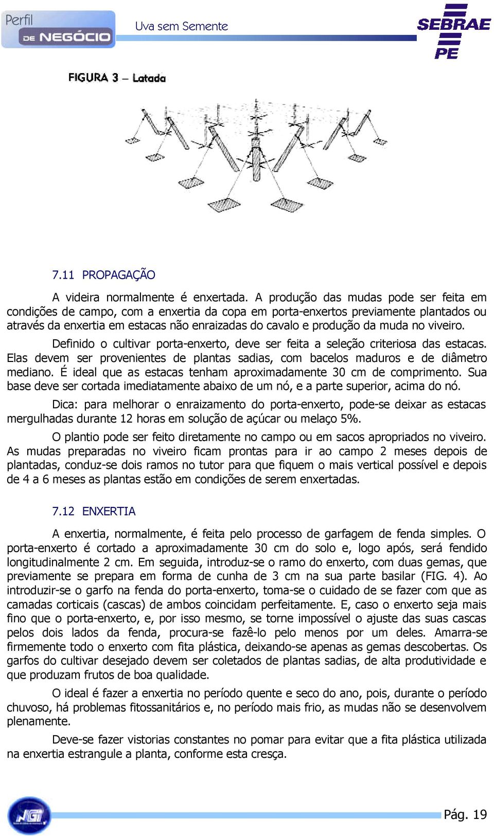 no viveiro. Definido o cultivar porta-enxerto, deve ser feita a seleção criteriosa das estacas. Elas devem ser provenientes de plantas sadias, com bacelos maduros e de diâmetro mediano.