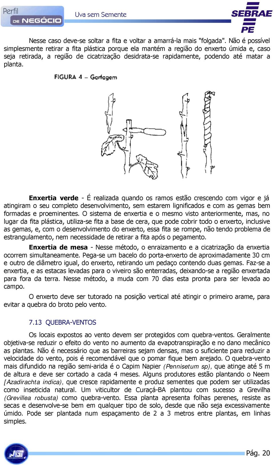 Enxertia verde - É realizada quando os ramos estão crescendo com vigor e já atingiram o seu completo desenvolvimento, sem estarem lignificados e com as gemas bem formadas e proeminentes.