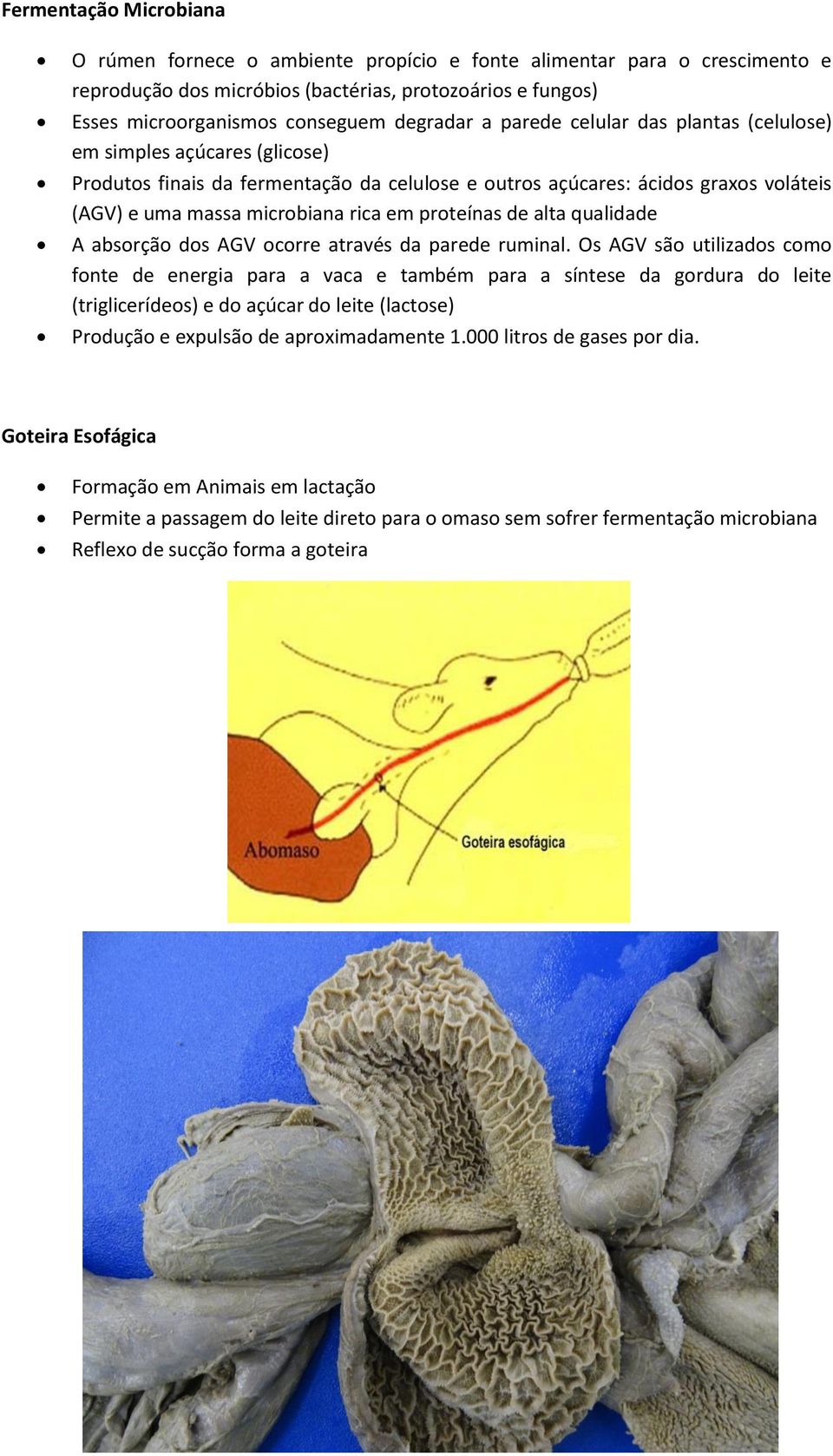 proteínas de alta qualidade A absorção dos AGV ocorre através da parede ruminal.