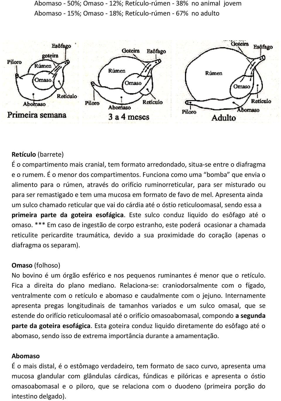 Funciona como uma bomba que envia o alimento para o rúmen, através do orifício ruminorreticular, para ser misturado ou para ser remastigado e tem uma mucosa em formato de favo de mel.