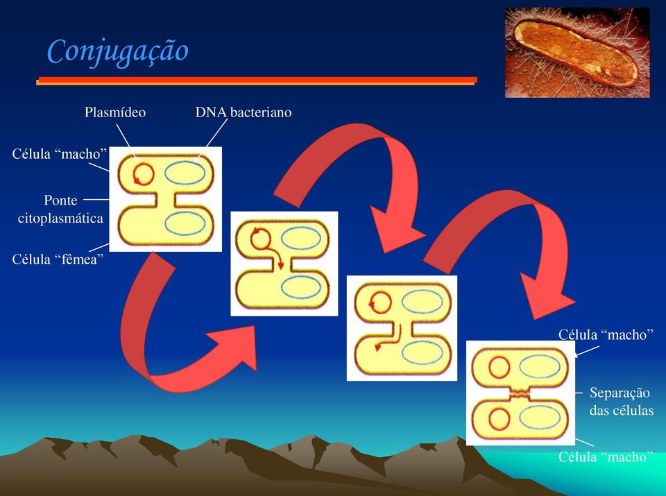 citoplasmática Célula fêmea