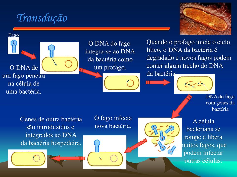O DNA do fago integra-se ao DNA da bactéria como um profago. O fago infecta nova bactéria.
