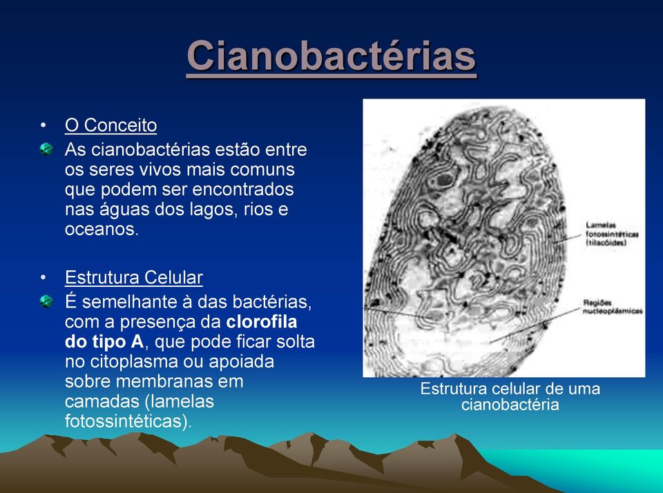 Estrutura Celular É semelhante à das bactérias, com a presença da clorofila do tipo A, que